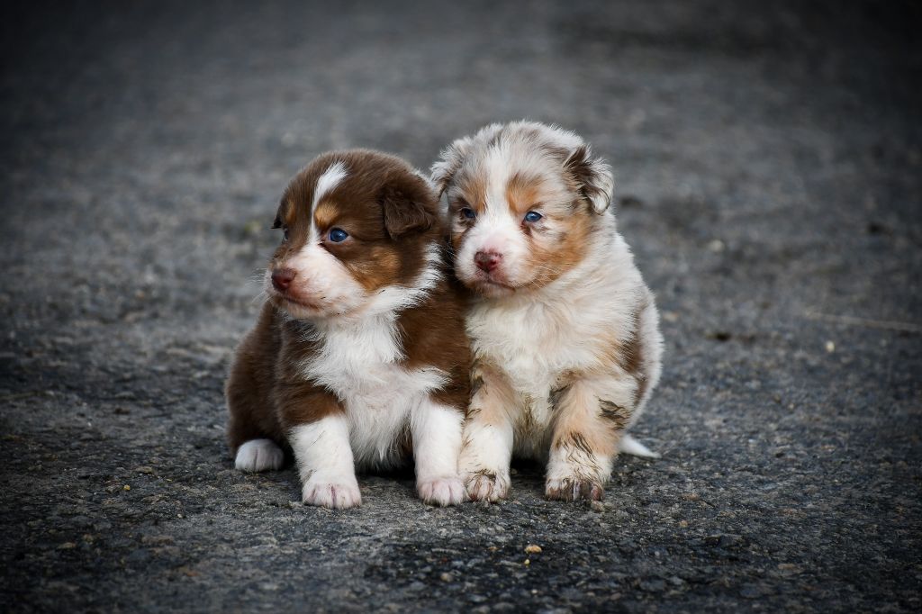 du Haras des Brumieres - Les chiots de Mutine, première sortie en dehors du haras