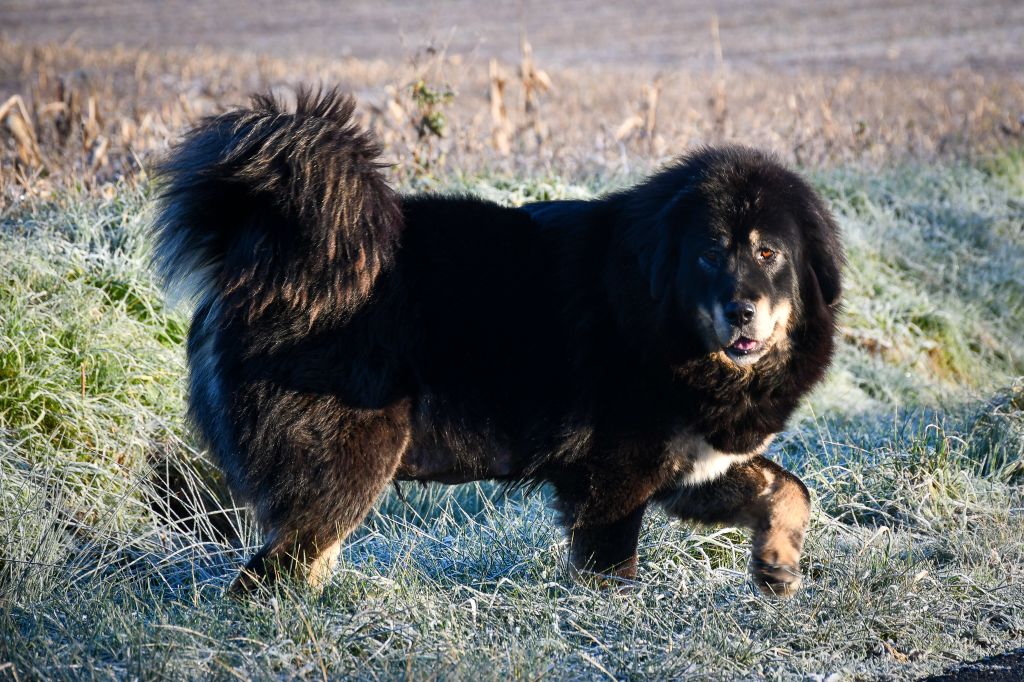 Ulthim du Haras des Brumieres