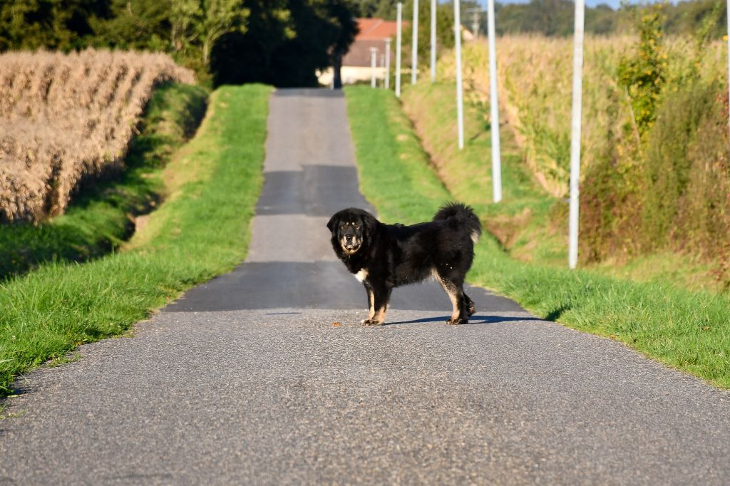 Ulthim du Haras des Brumieres