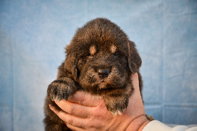 du Haras des Brumieres - Dogue du Tibet - Portée née le 18/01/2025