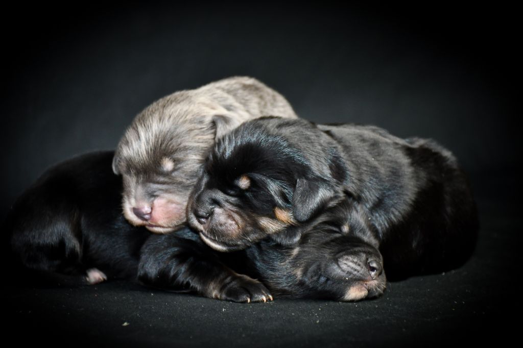 chiot Dogue du Tibet du Haras des Brumieres