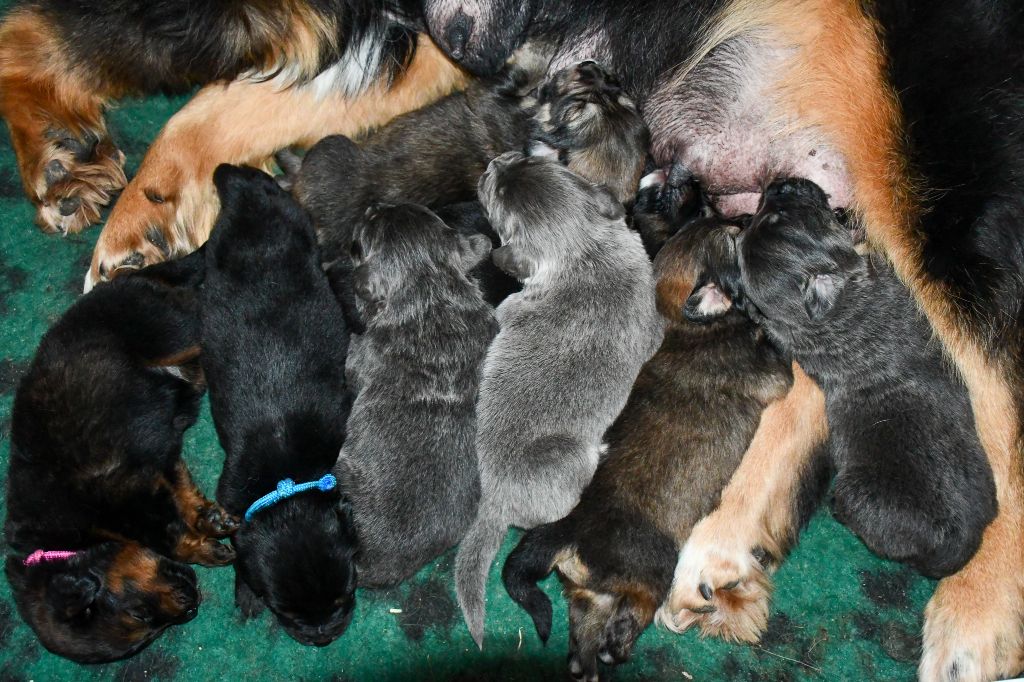 chiot Dogue du Tibet du Haras des Brumieres