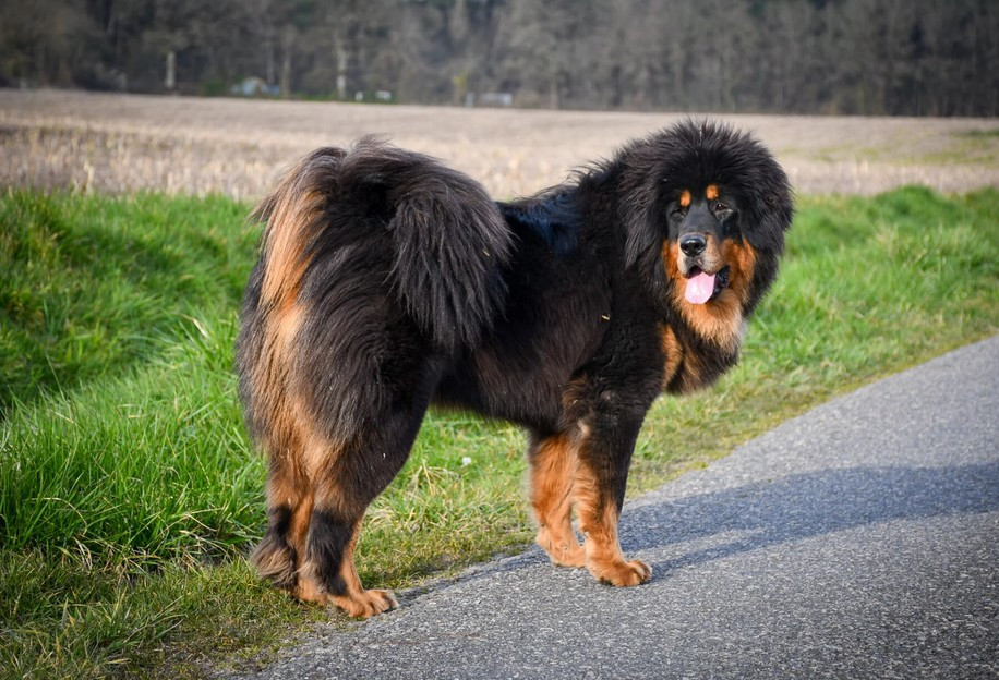 U Are Tells du domaine de Toundra