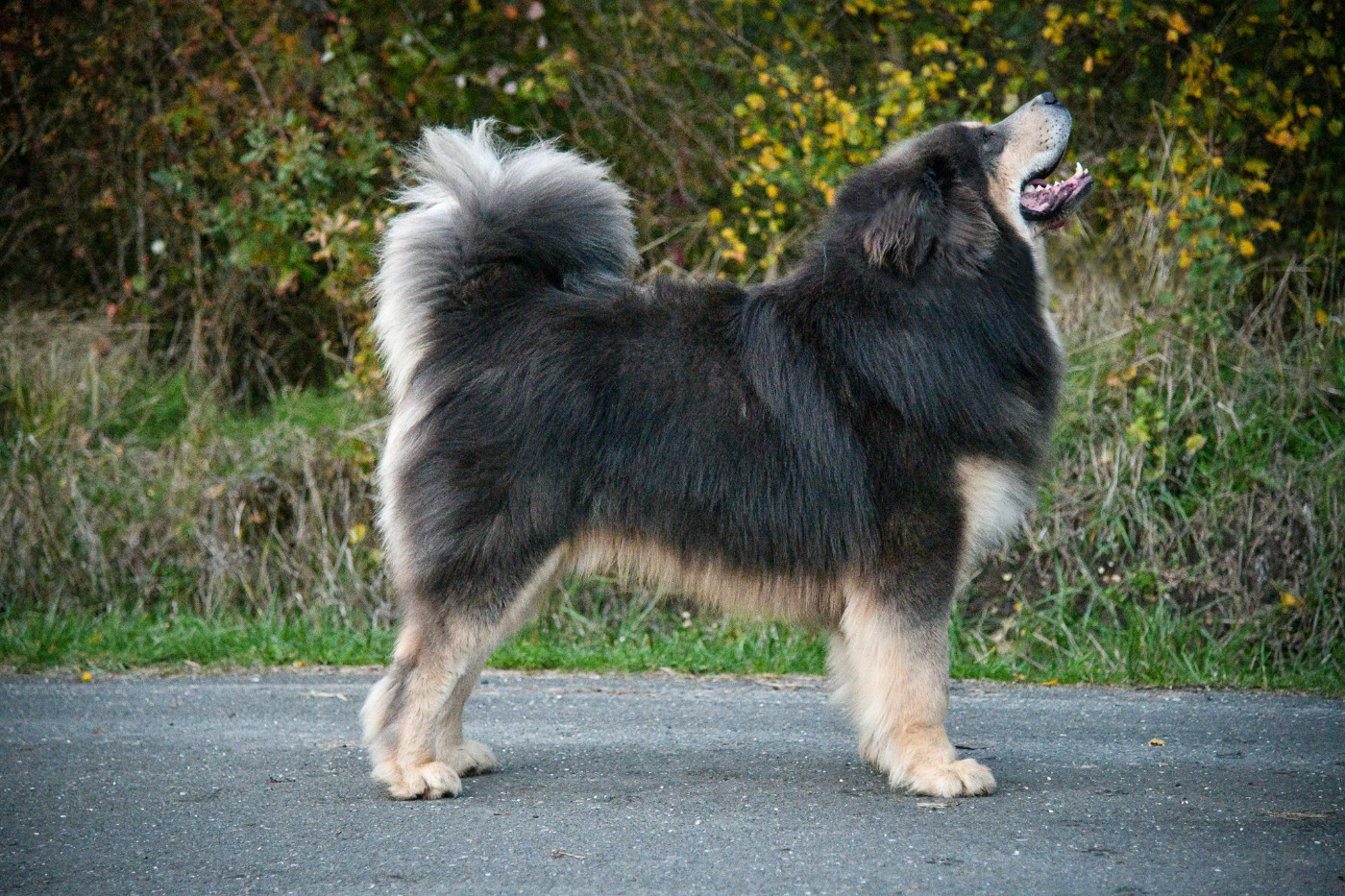 CH. Kleo Dream (Sans Affixe)