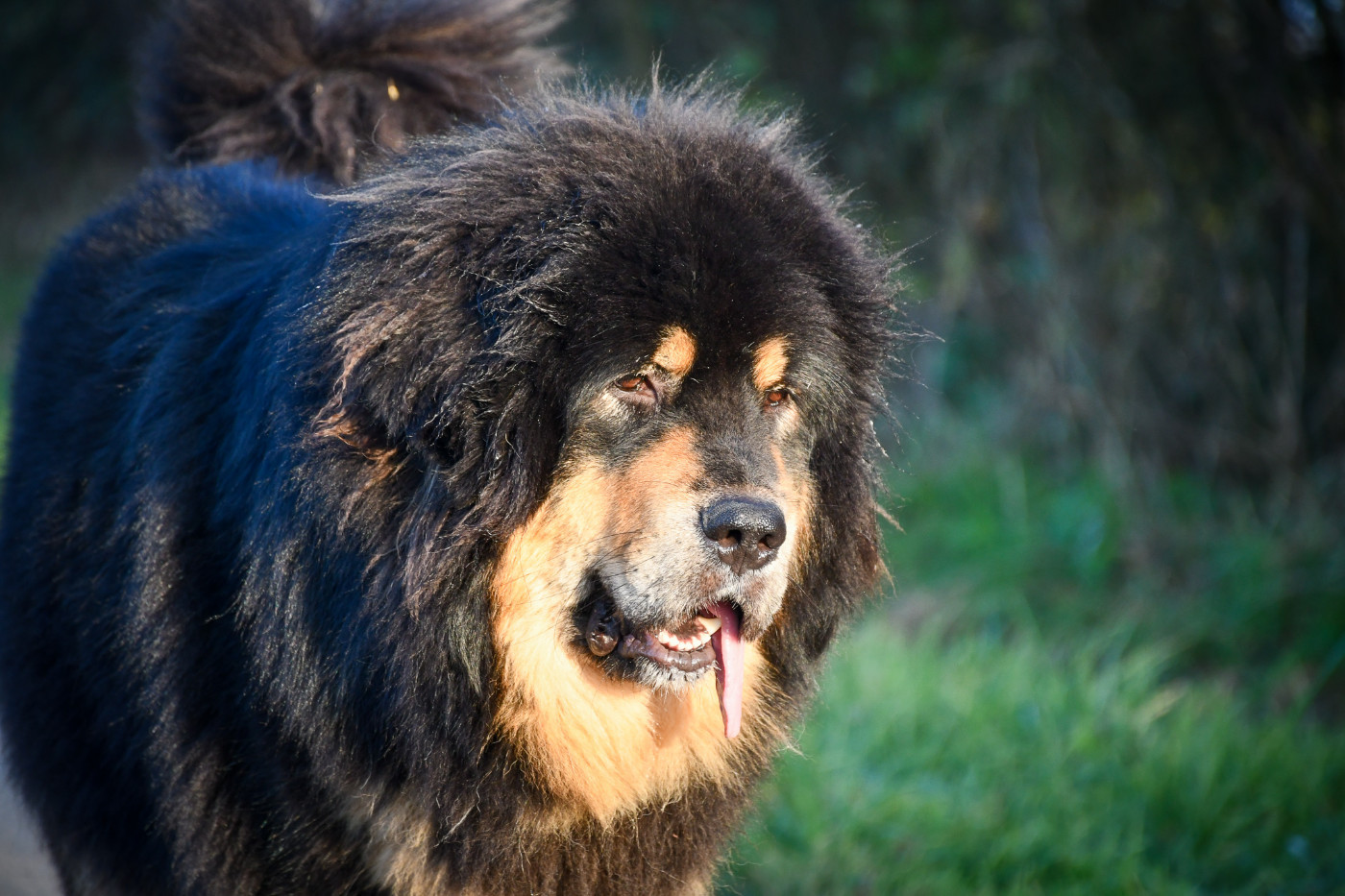 Viky du Haras des Brumieres