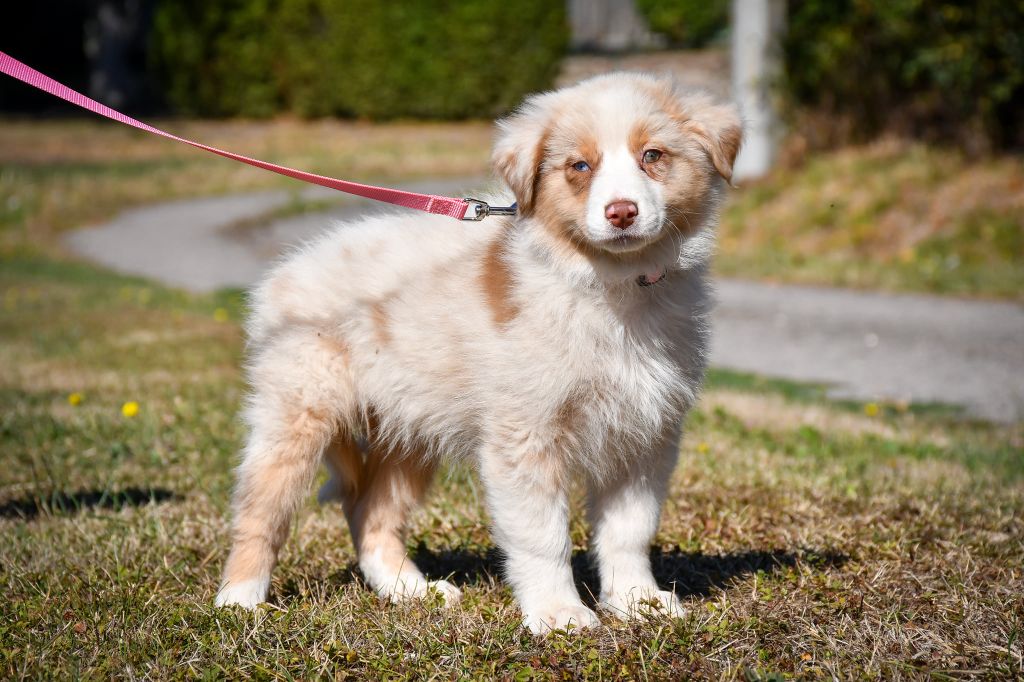 Départs des chiots ! 