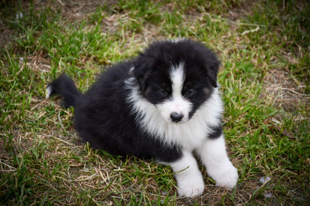 du Haras des Brumieres - Chiots disponibles - Berger Australien