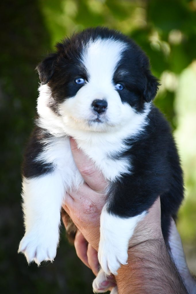 du Haras des Brumieres - Chiots disponibles - Berger Australien