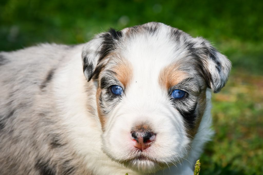du Haras des Brumieres - Chiots disponibles - Berger Australien