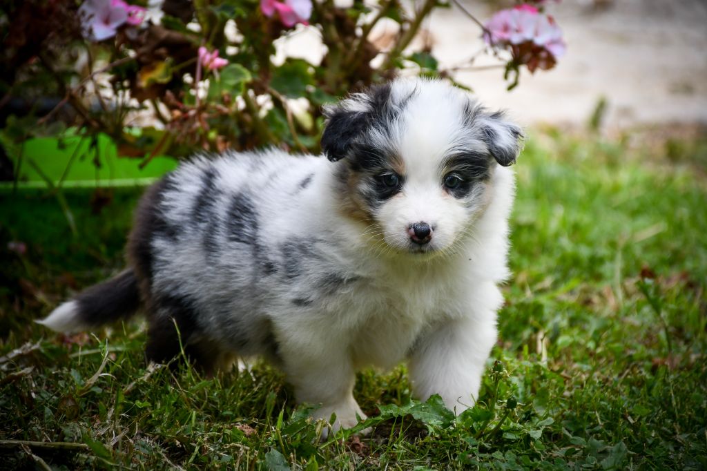 du Haras des Brumieres - Chiots disponibles - Berger Australien