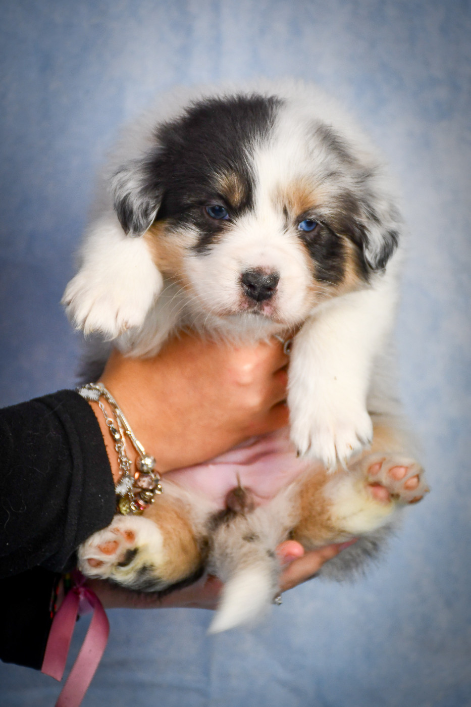 du Haras des Brumieres - Chiots disponibles - Berger Australien