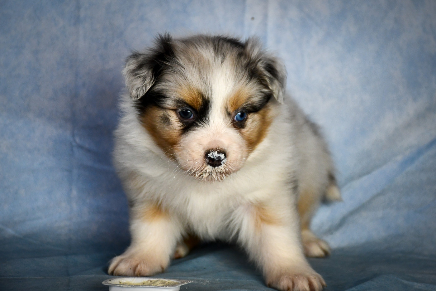 du Haras des Brumieres - Chiots disponibles - Berger Australien