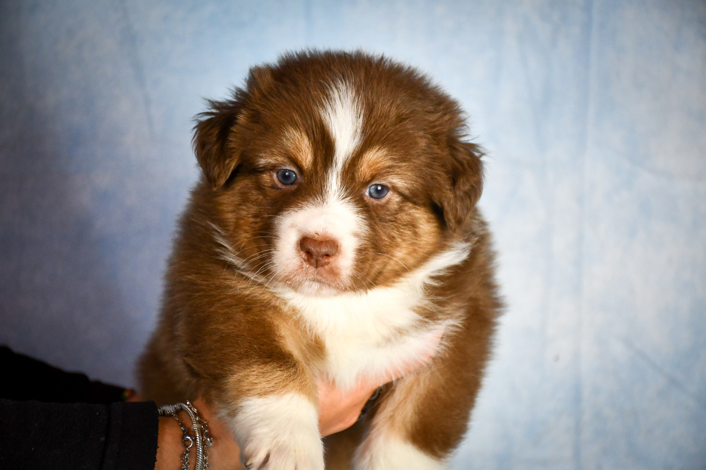 du Haras des Brumieres - Chiots disponibles - Berger Australien