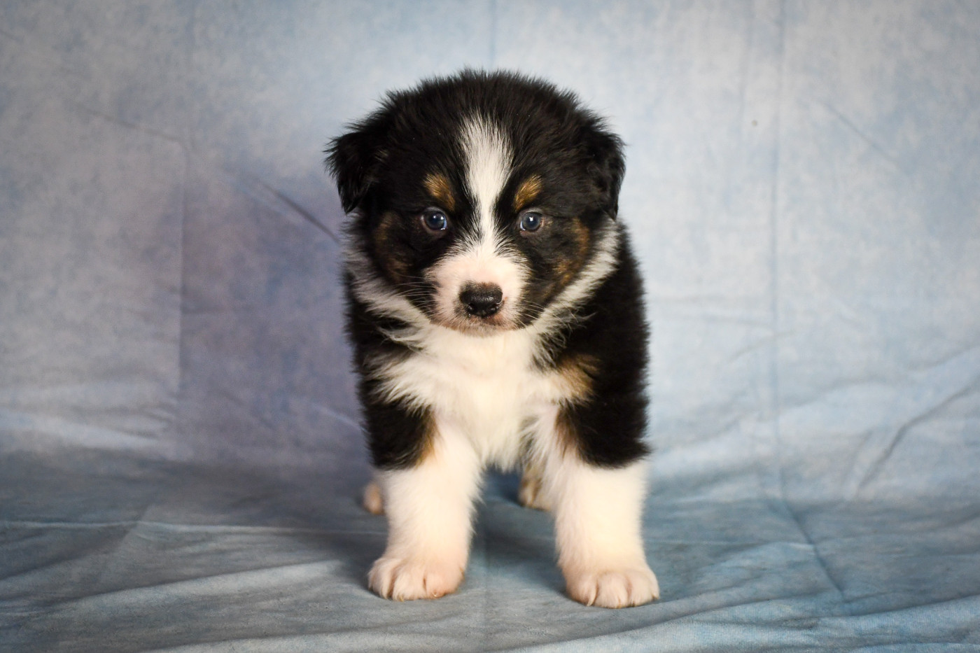 du Haras des Brumieres - Chiots disponibles - Berger Australien