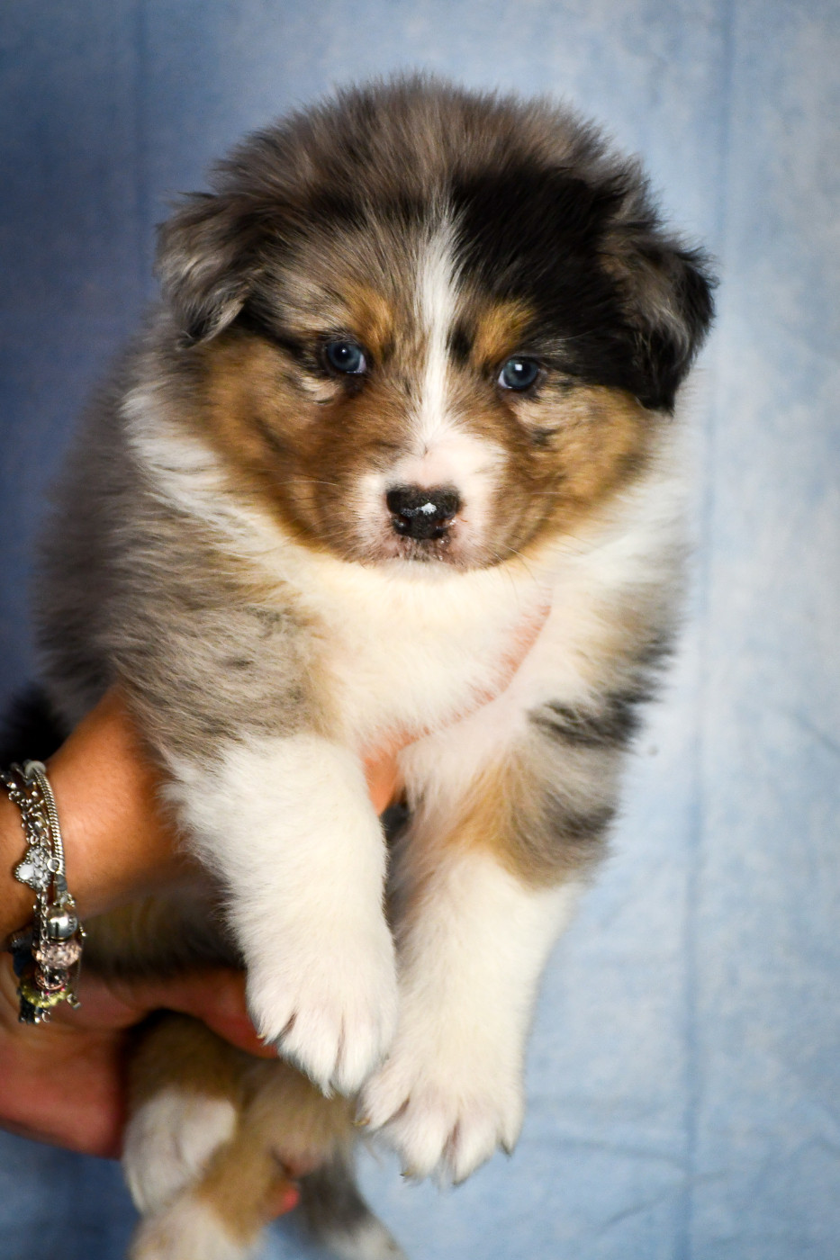 du Haras des Brumieres - Chiots disponibles - Berger Australien