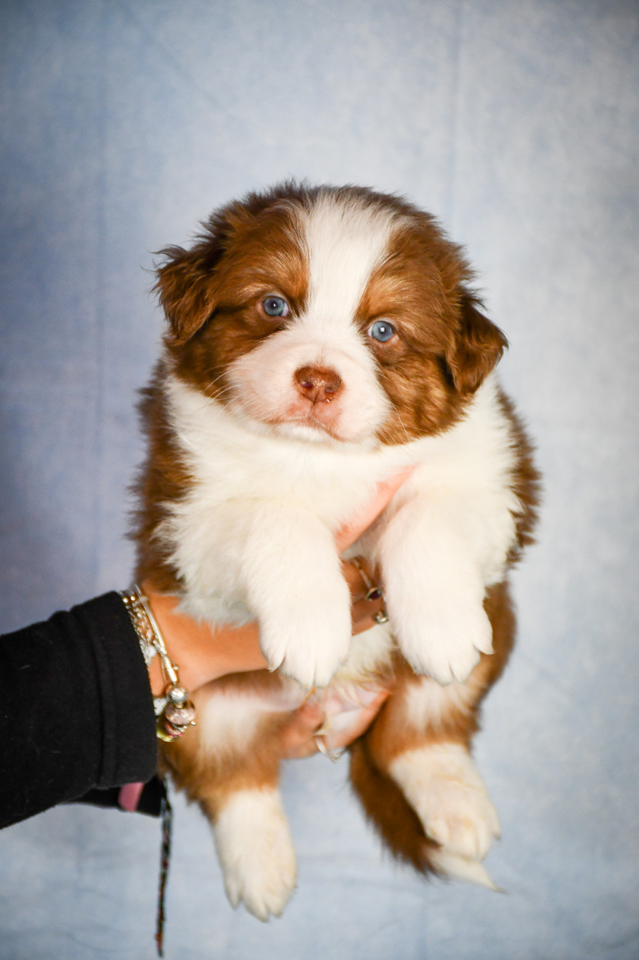 du Haras des Brumieres - Chiots disponibles - Berger Australien