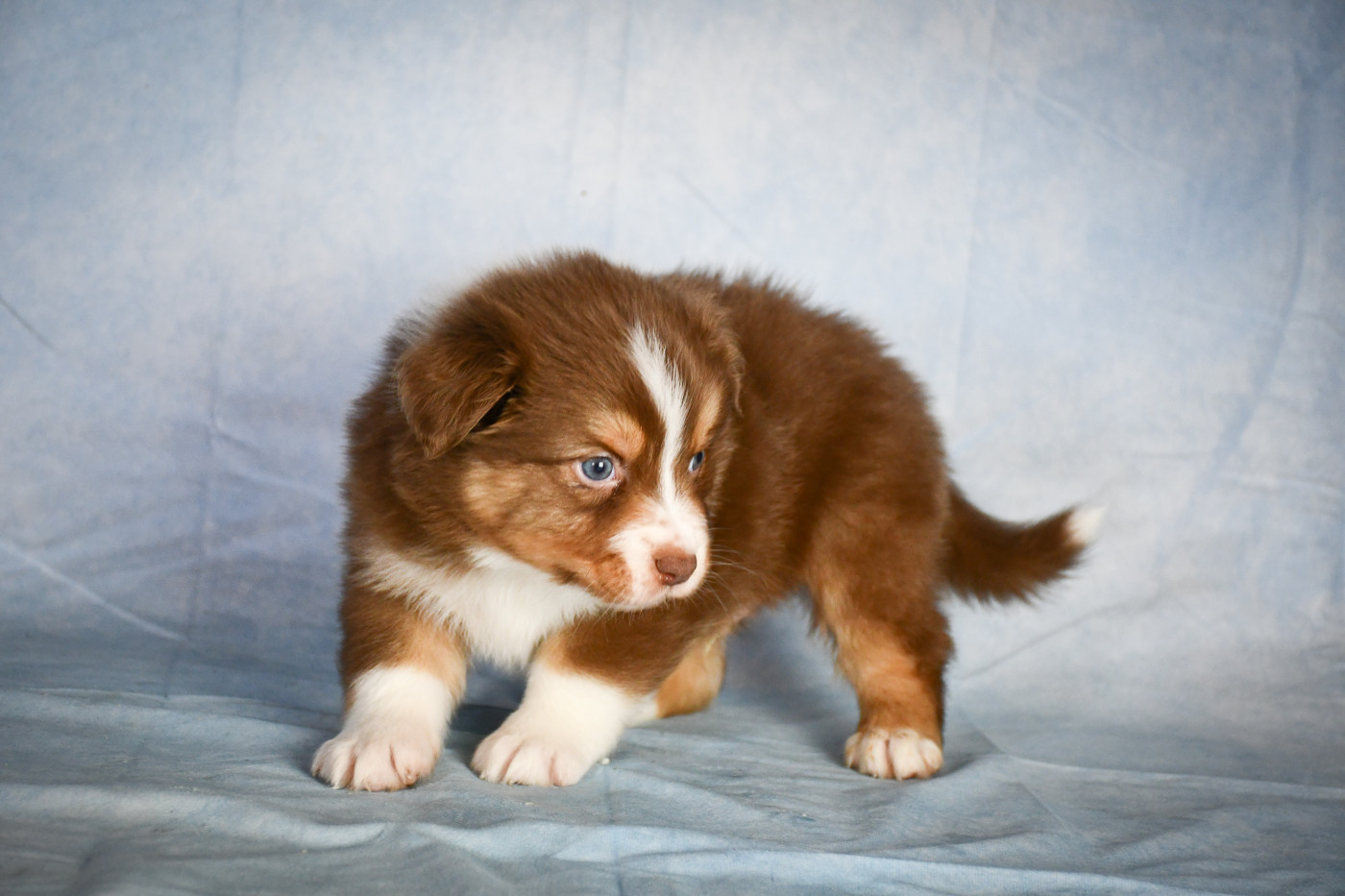 du Haras des Brumieres - Chiots disponibles - Berger Australien