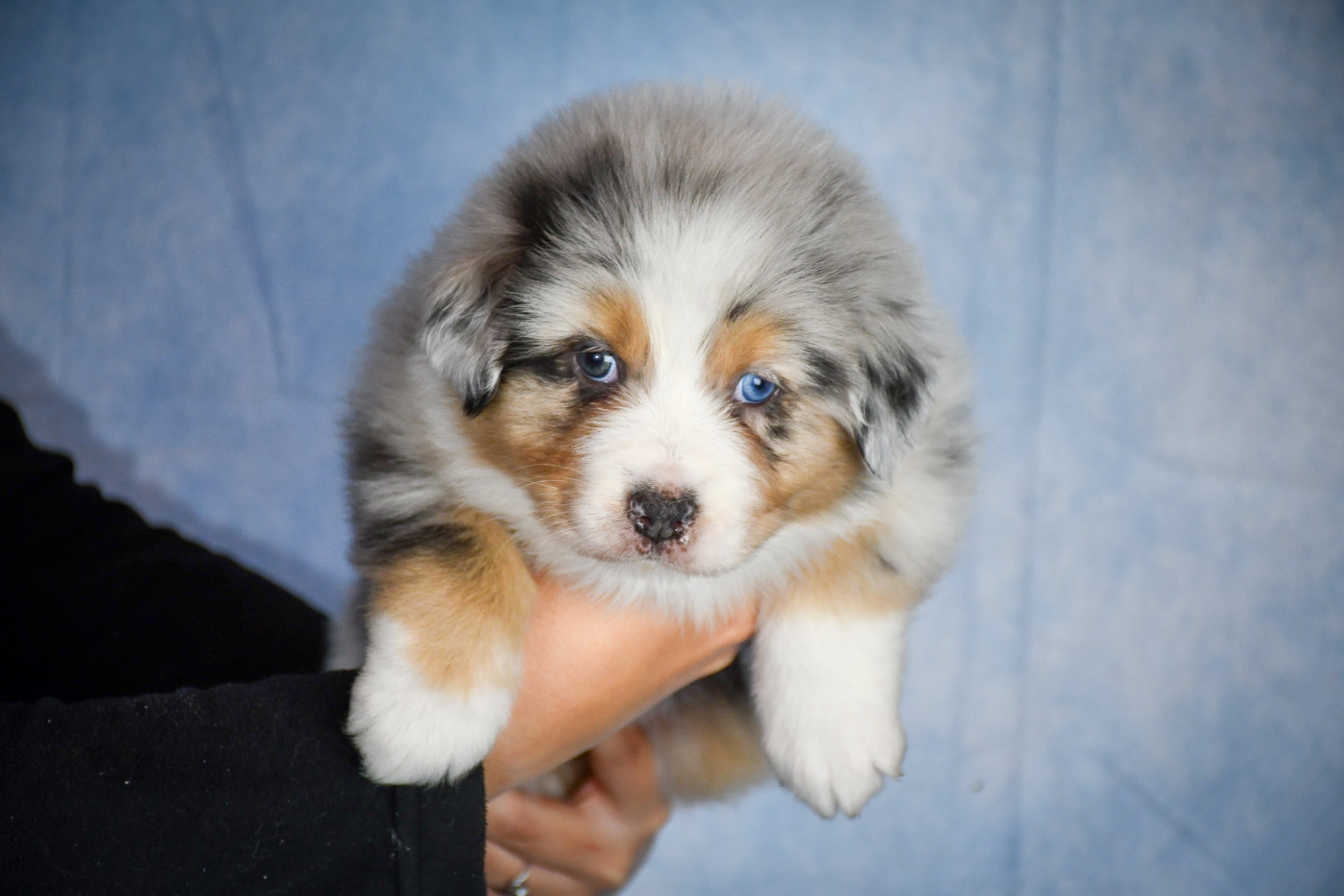 du Haras des Brumieres - Chiots disponibles - Berger Australien