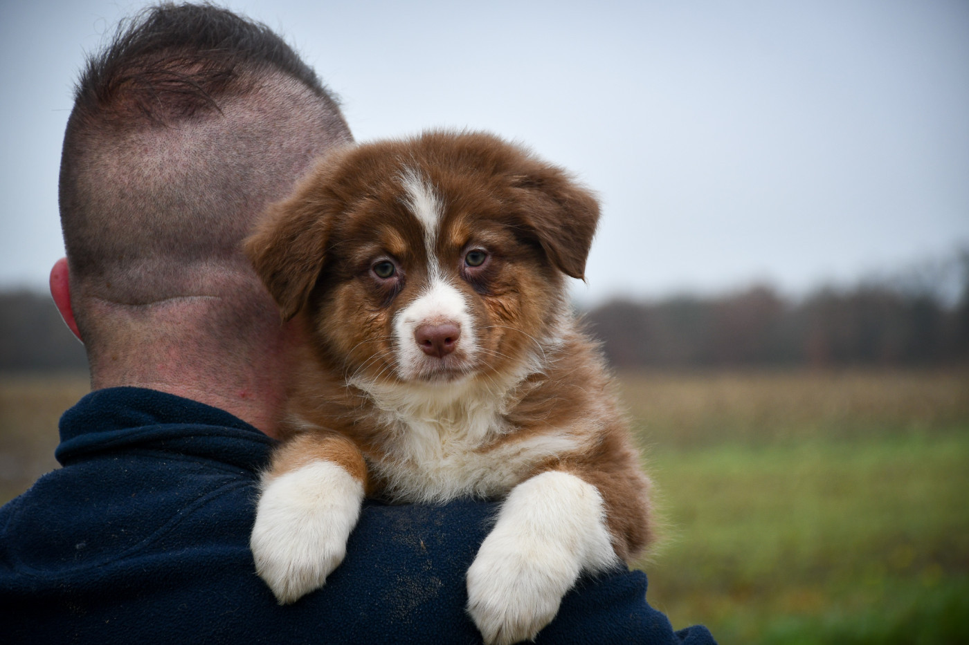 du Haras des Brumieres - Chiots disponibles - Berger Australien