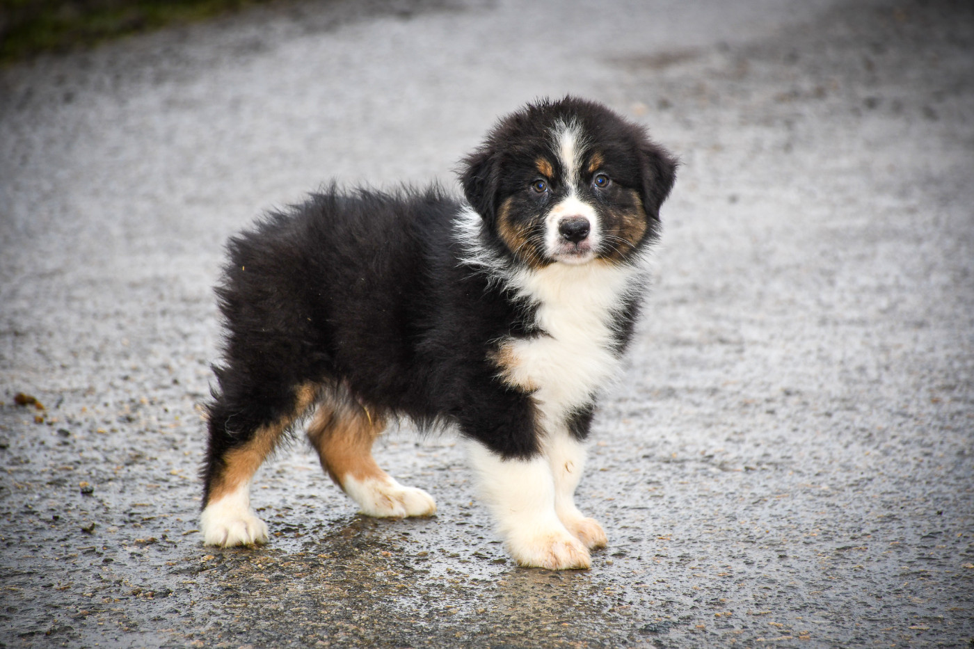 du Haras des Brumieres - Chiots disponibles - Berger Australien