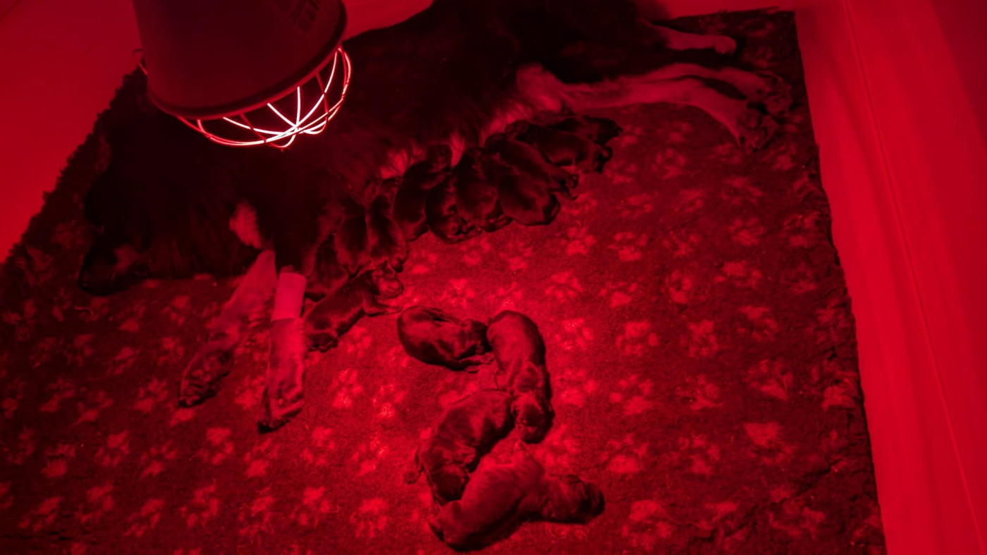 Chiot Dogue du Tibet du Haras des Brumieres