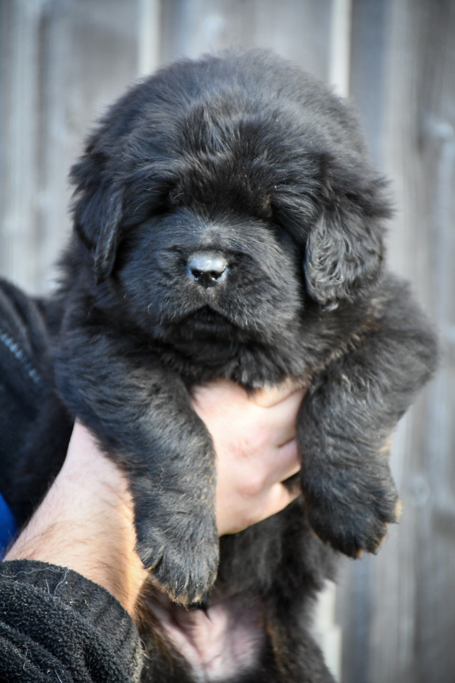 du Haras des Brumieres - Chiots disponibles - Dogue du Tibet