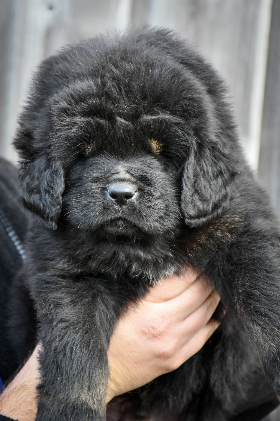 du Haras des Brumieres - Chiots disponibles - Dogue du Tibet