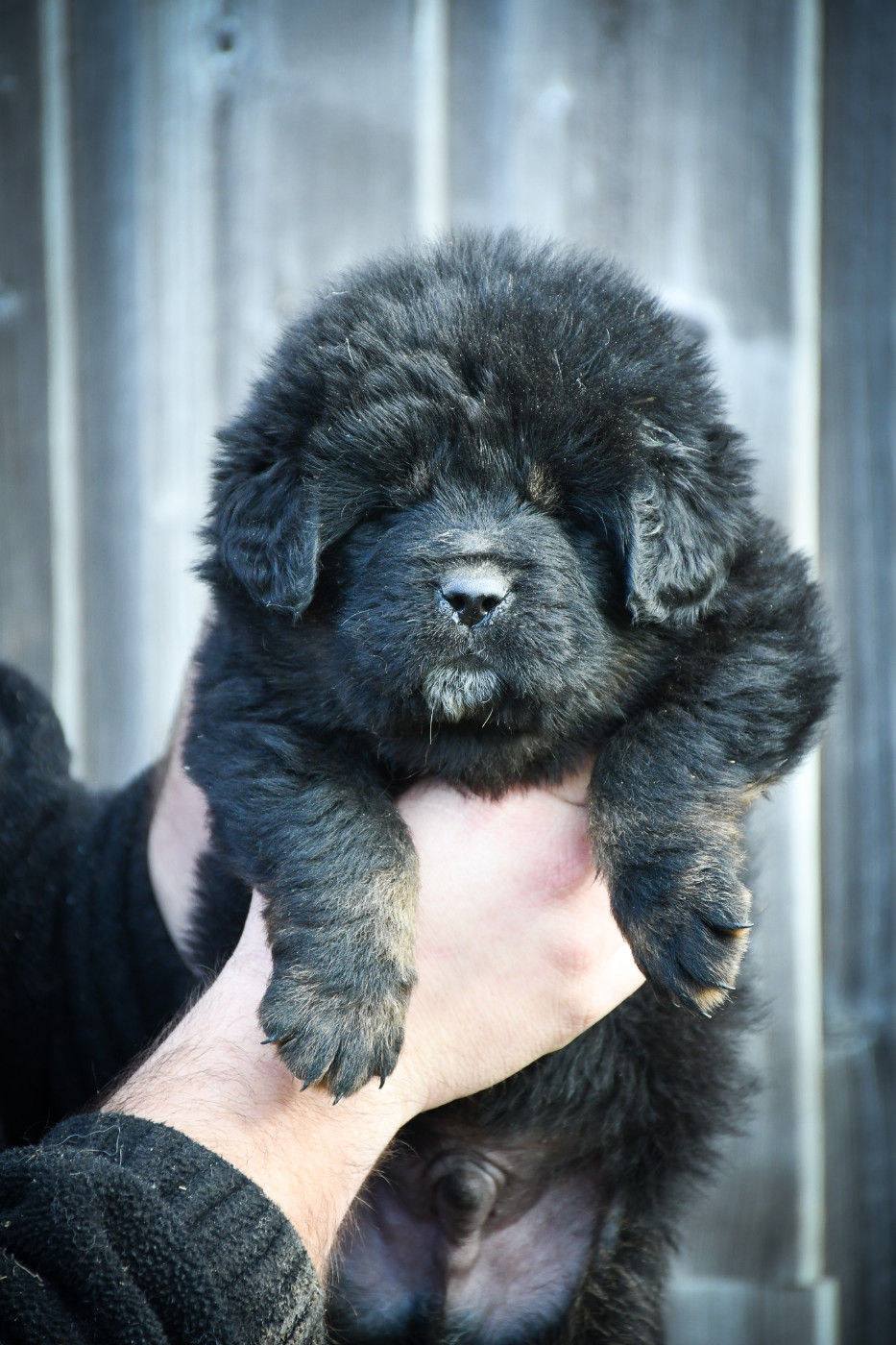 du Haras des Brumieres - Chiots disponibles - Dogue du Tibet