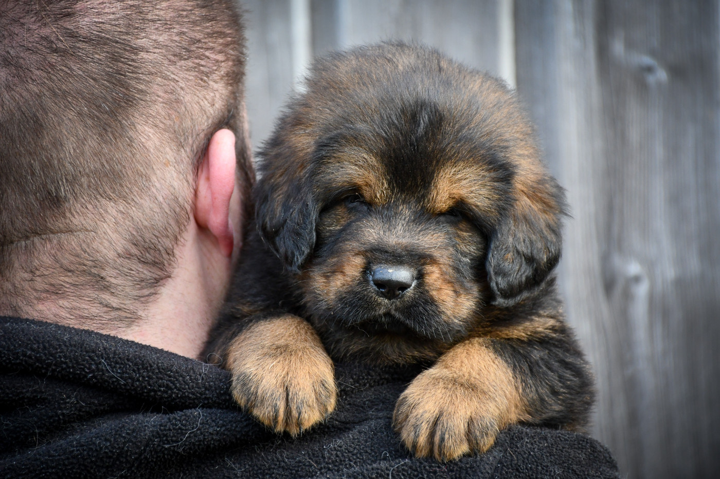 du Haras des Brumieres - Chiots disponibles - Dogue du Tibet