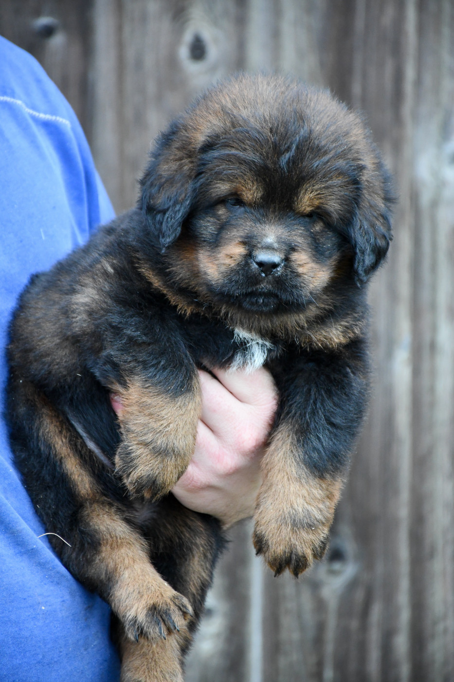 du Haras des Brumieres - Chiots disponibles - Dogue du Tibet