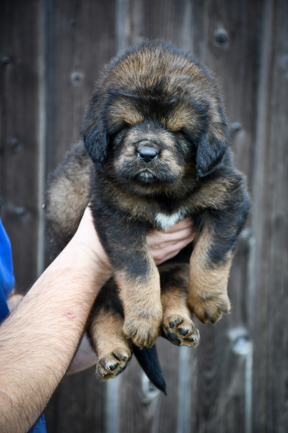 du Haras des Brumieres - Chiots disponibles - Dogue du Tibet