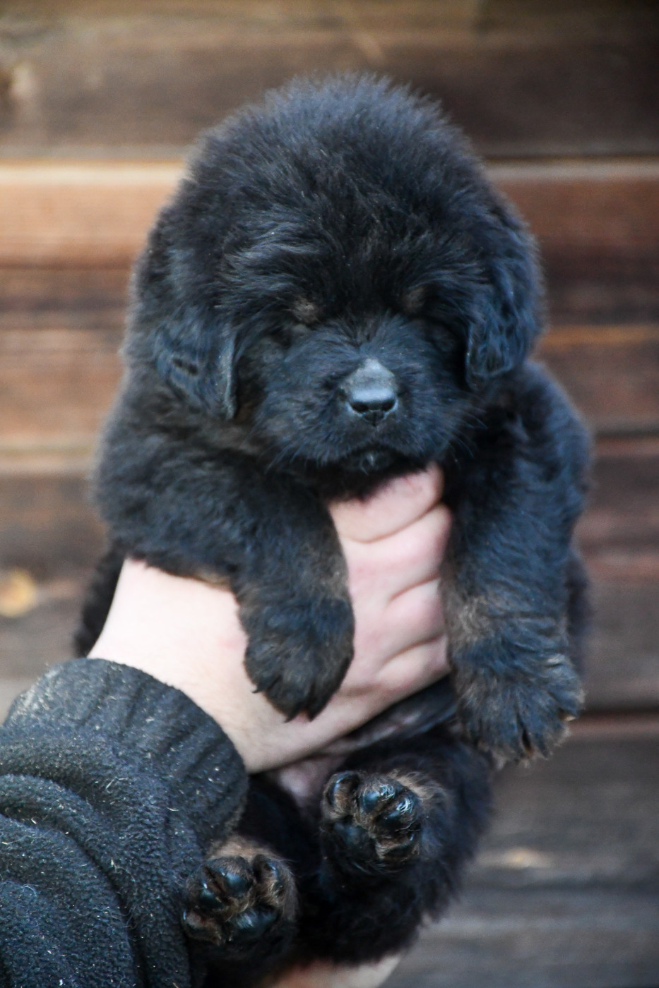 du Haras des Brumieres - Chiots disponibles - Dogue du Tibet
