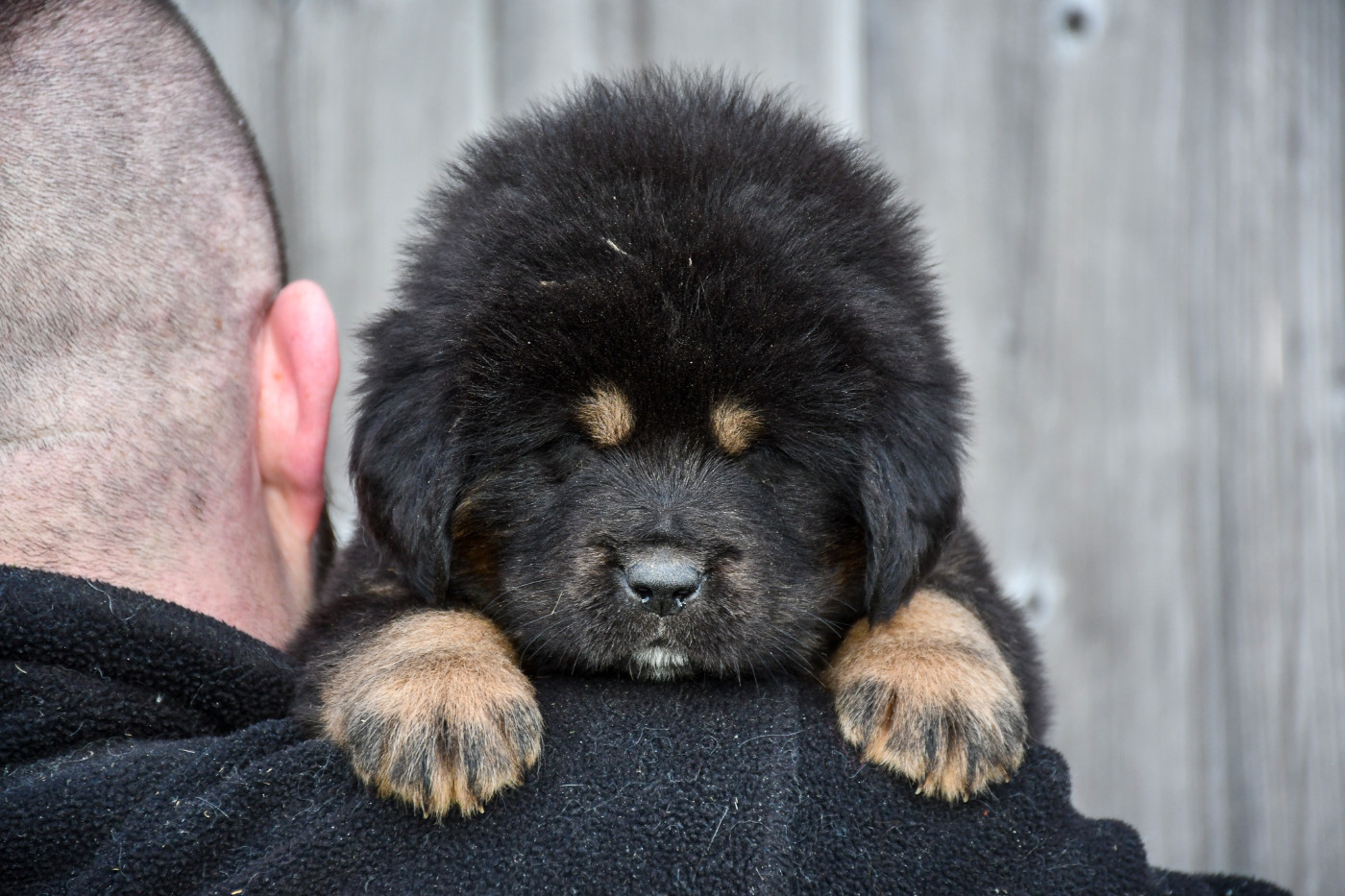 du Haras des Brumieres - Chiots disponibles - Dogue du Tibet