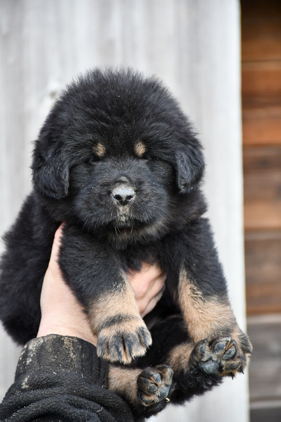 du Haras des Brumieres - Chiots disponibles - Dogue du Tibet