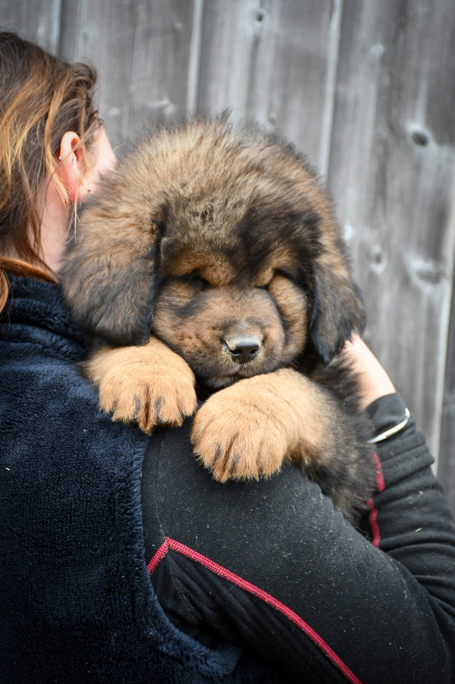 du Haras des Brumieres - Chiots disponibles - Dogue du Tibet