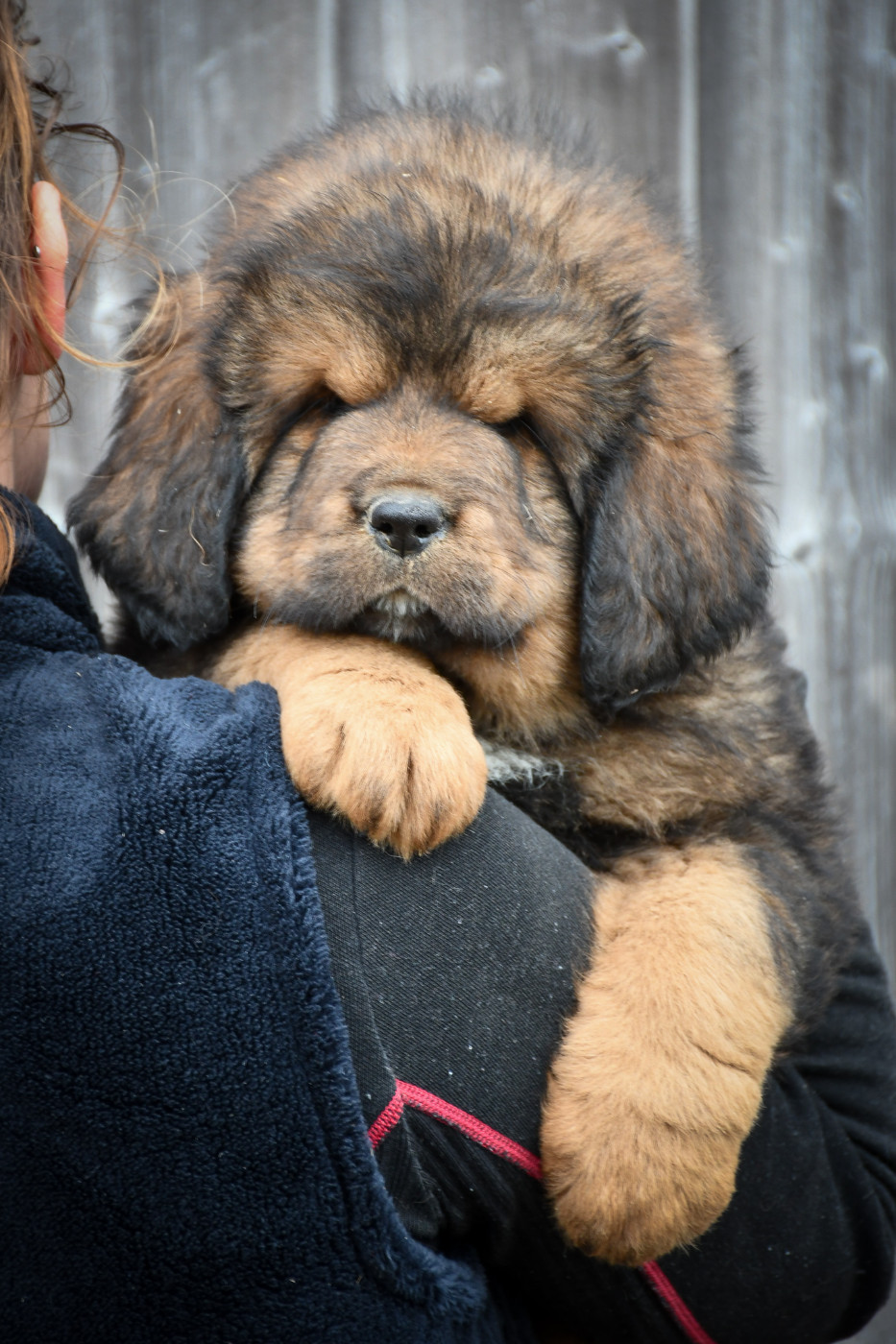 du Haras des Brumieres - Chiots disponibles - Dogue du Tibet