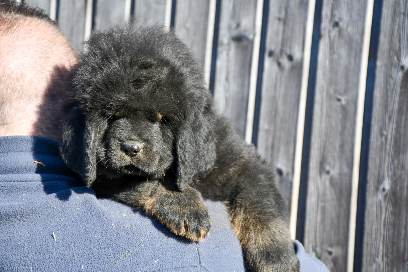 du Haras des Brumieres - Chiots disponibles - Dogue du Tibet