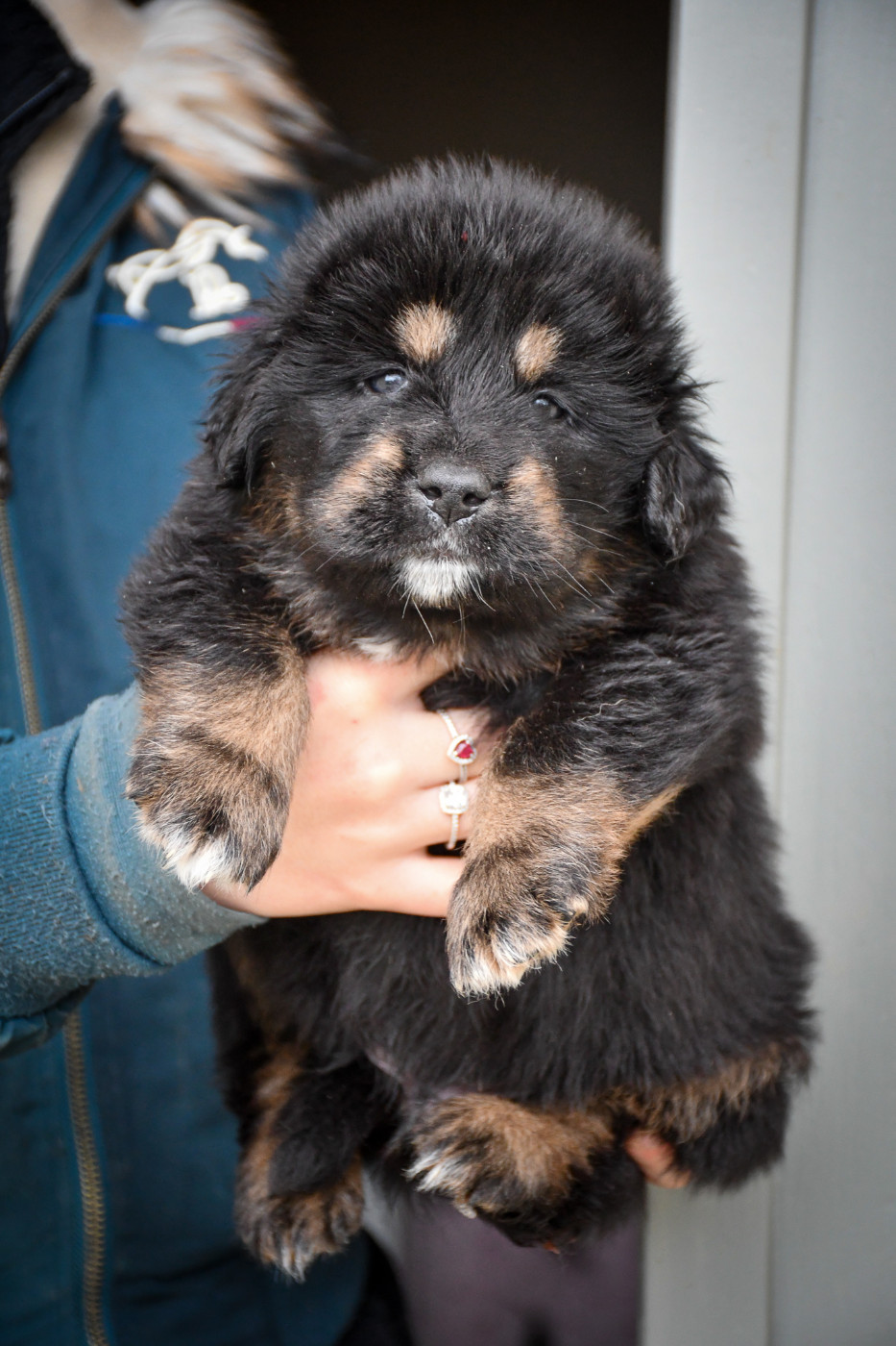 du Haras des Brumieres - Chiots disponibles - Dogue du Tibet