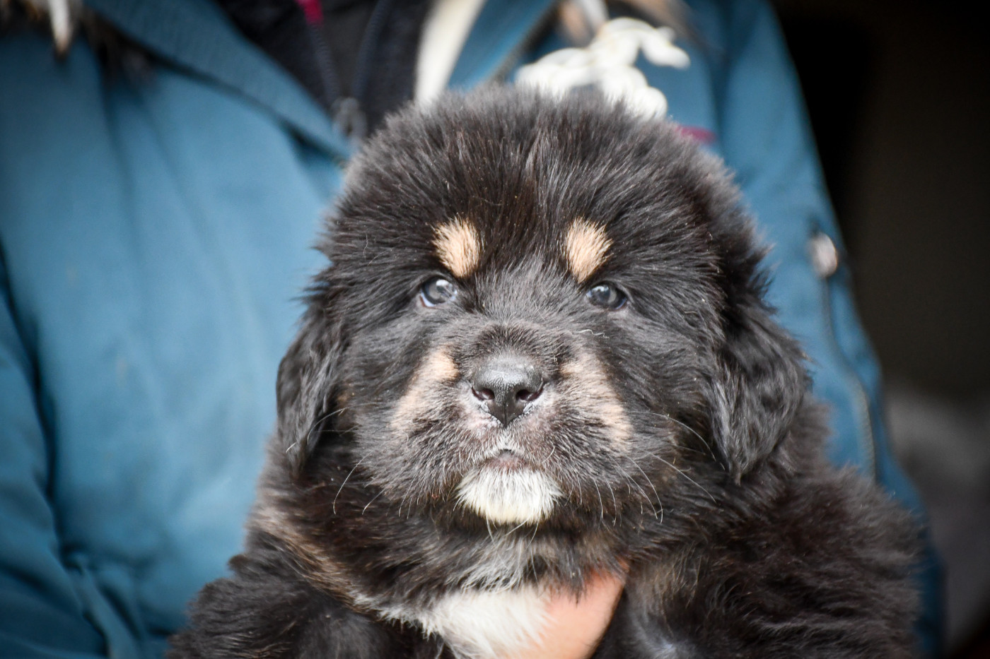du Haras des Brumieres - Chiots disponibles - Dogue du Tibet