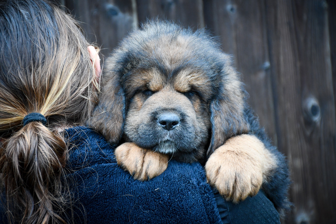 du Haras des Brumieres - Chiots disponibles - Dogue du Tibet