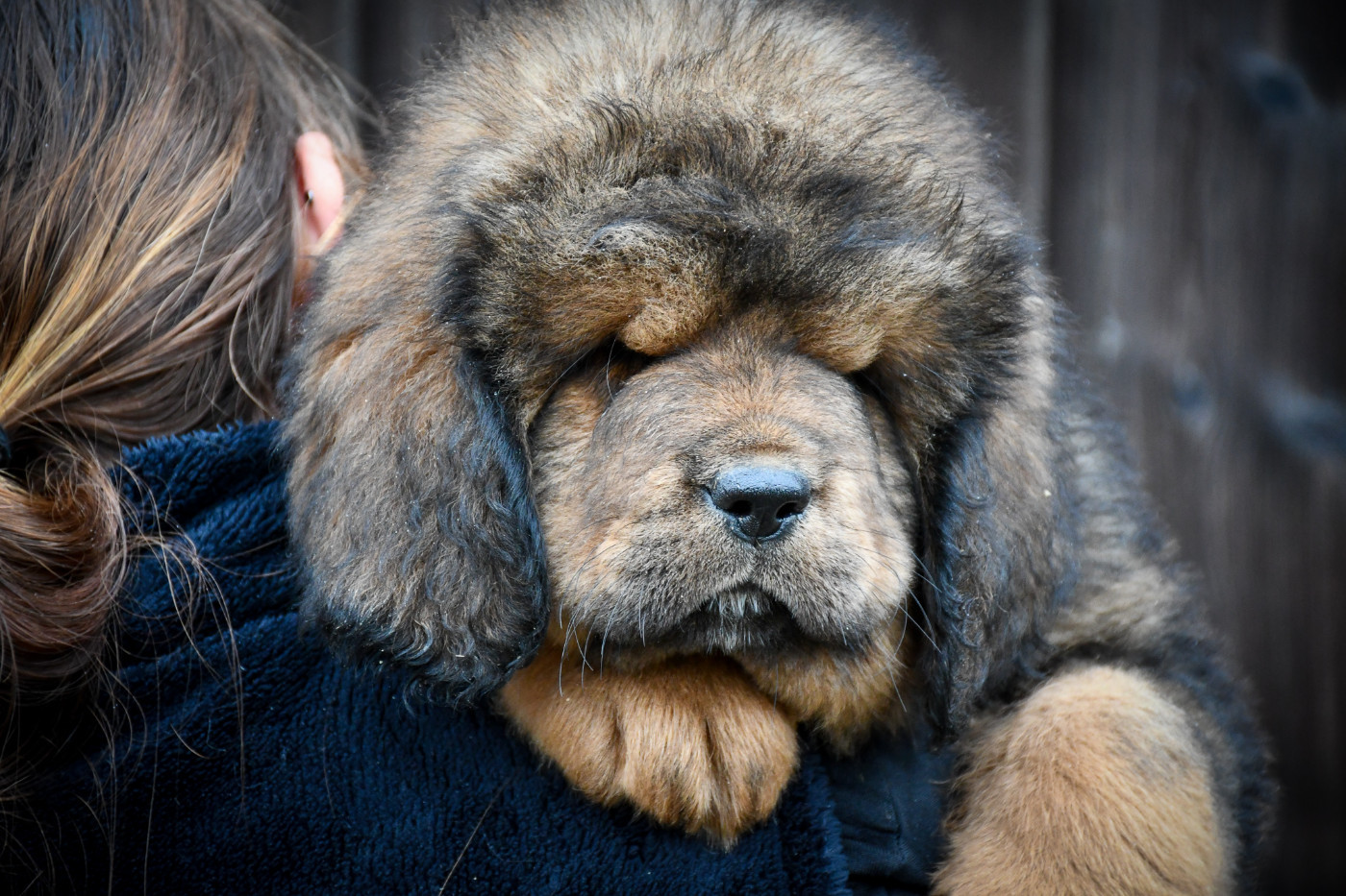 du Haras des Brumieres - Chiots disponibles - Dogue du Tibet