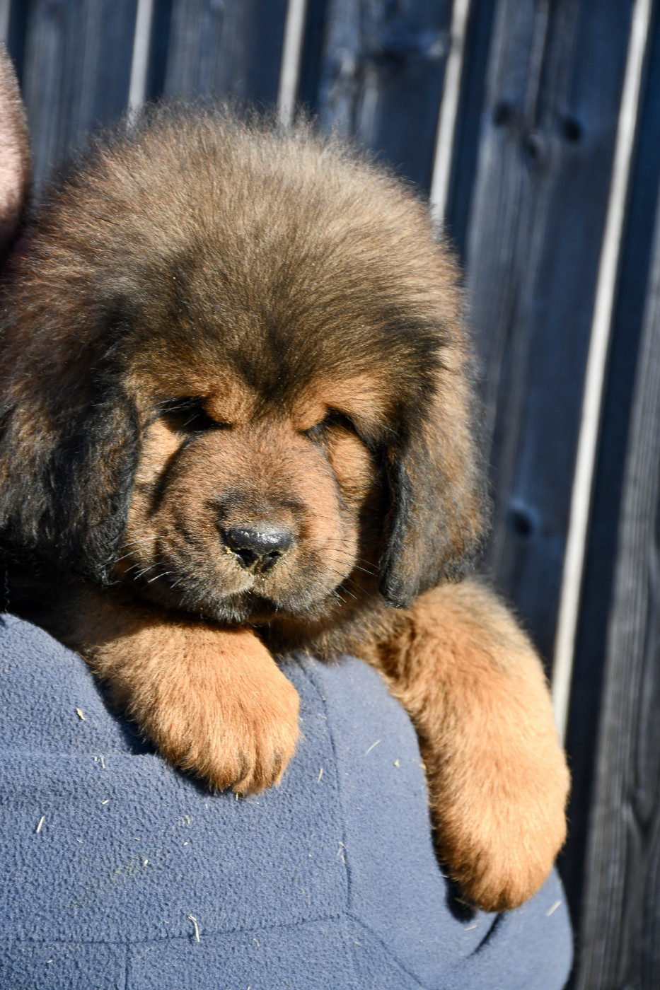 du Haras des Brumieres - Chiots disponibles - Dogue du Tibet