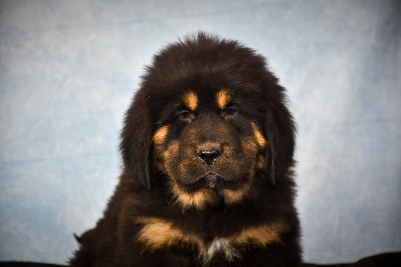 du Haras des Brumieres - Chiots disponibles - Dogue du Tibet