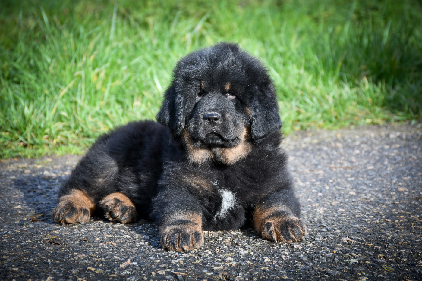 du Haras des Brumieres - Chiots disponibles - Dogue du Tibet
