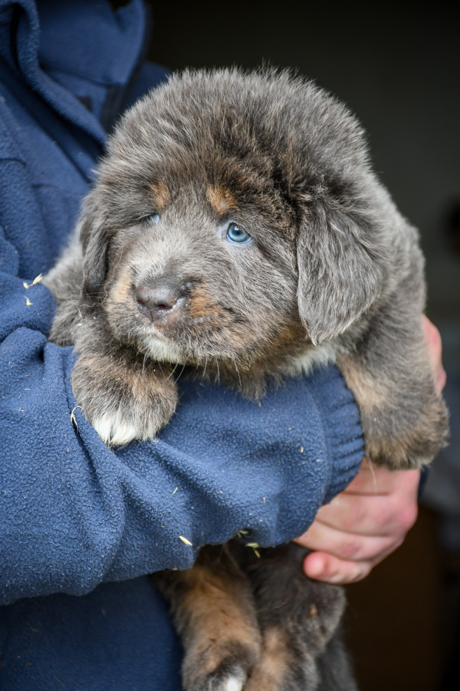 du Haras des Brumieres - Chiots disponibles - Dogue du Tibet