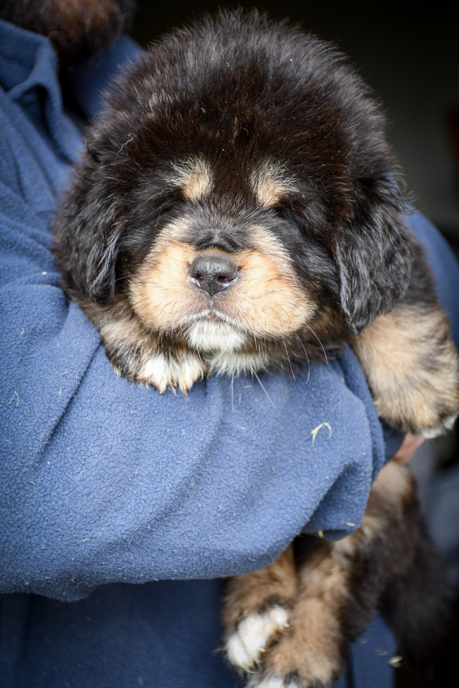 du Haras des Brumieres - Chiots disponibles - Dogue du Tibet