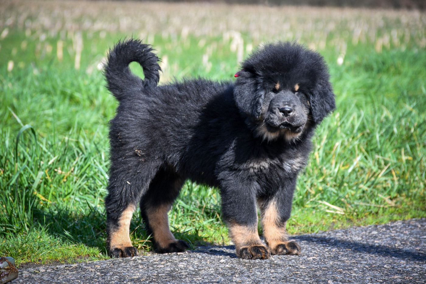 du Haras des Brumieres - Chiots disponibles - Dogue du Tibet