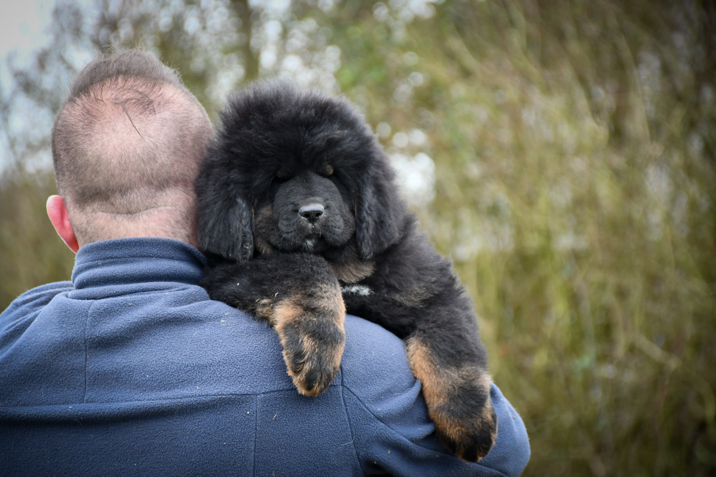 du Haras des Brumieres - Chiots disponibles - Dogue du Tibet
