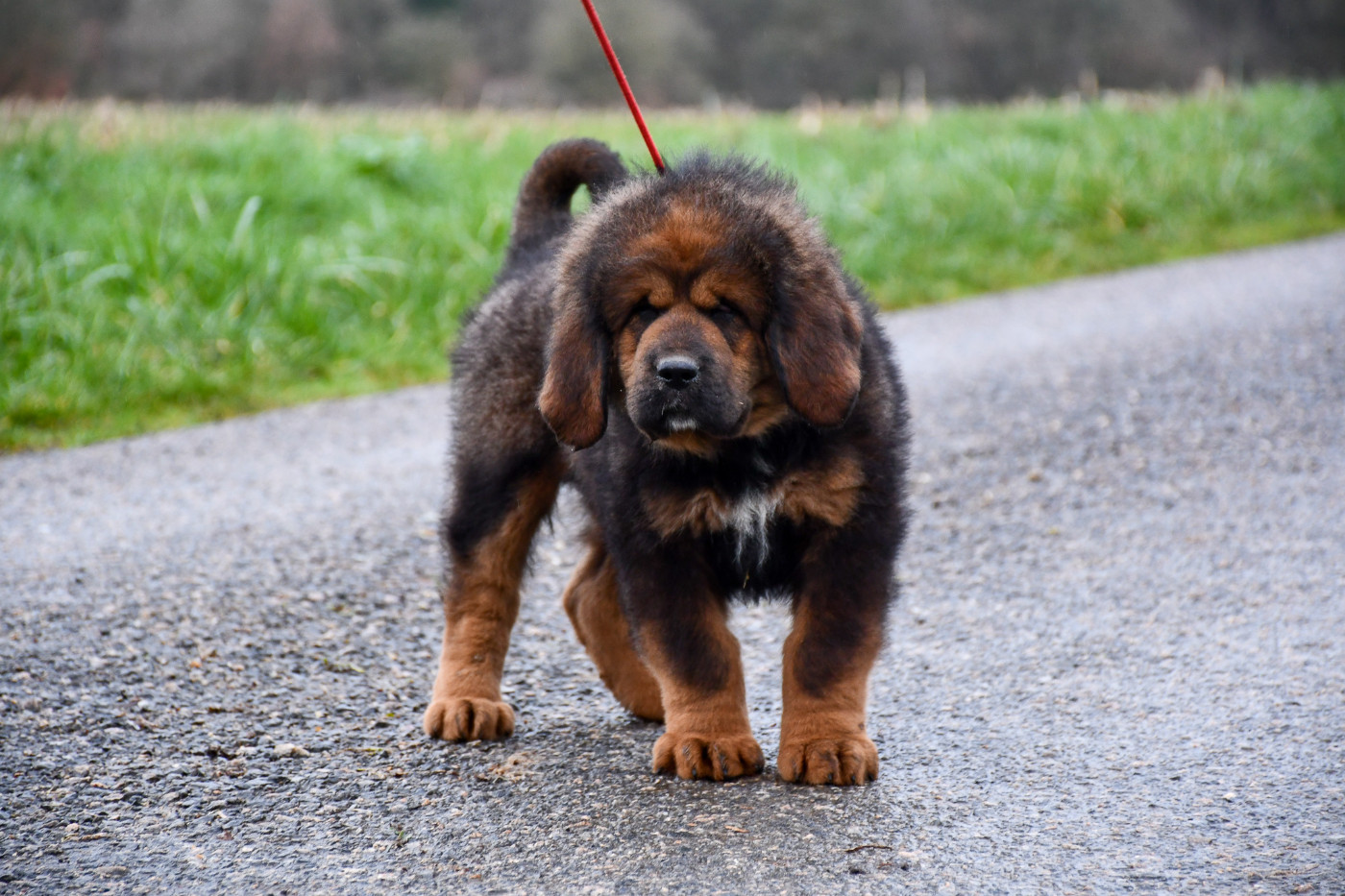du Haras des Brumieres - Chiots disponibles - Dogue du Tibet