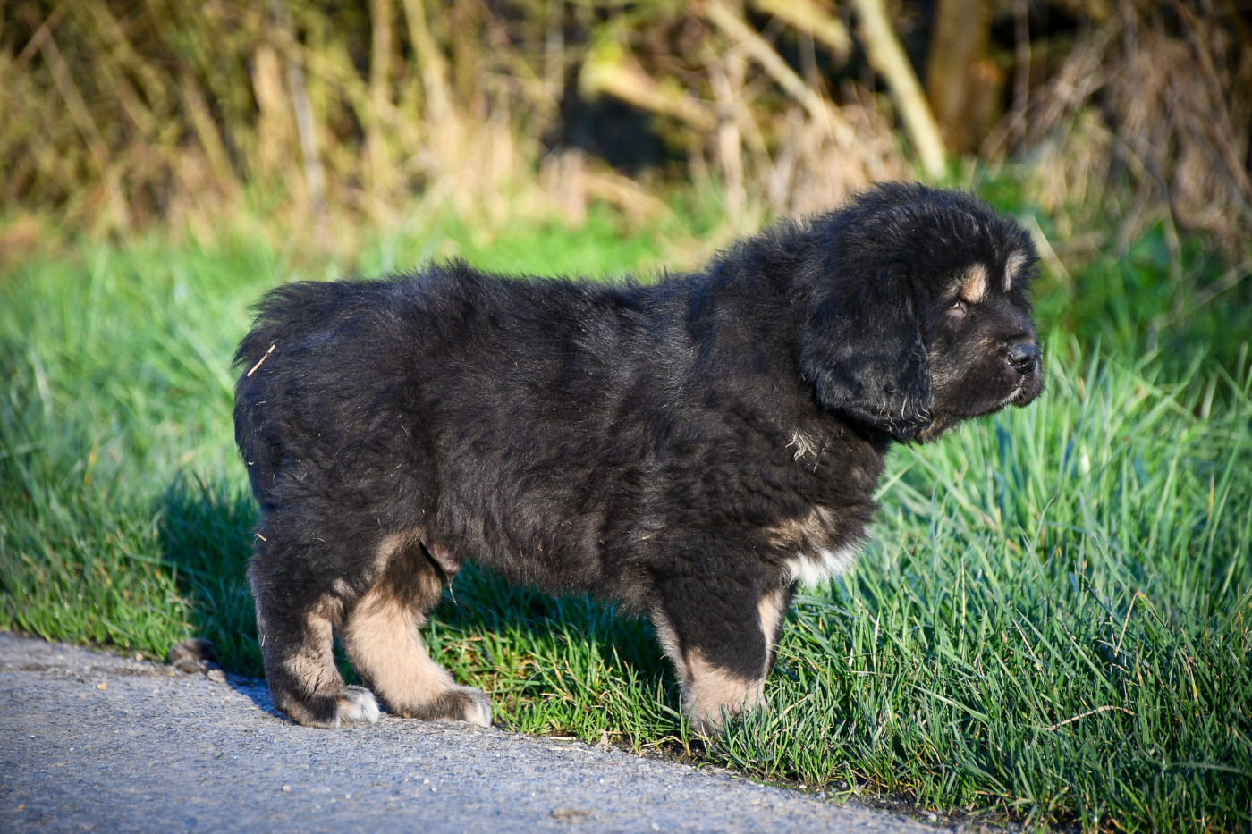 du Haras des Brumieres - Chiots disponibles - Dogue du Tibet